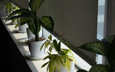 Изображение для новости Как выбрать рулонные шторы: от размеров до материалов