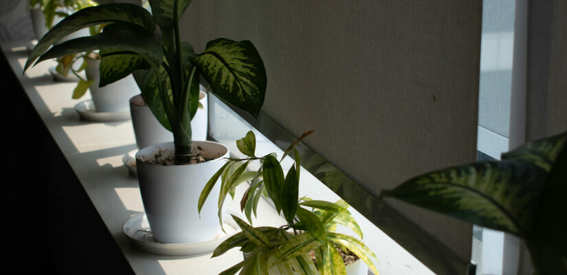 Изображение для новости Как выбрать рулонные шторы: от размеров до материалов